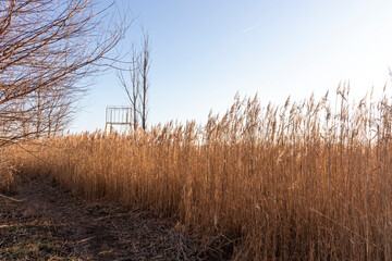 Autumn view of Dragoman marsh, Bulgaria