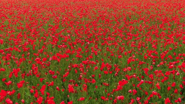 Field of poppy flowers red nature low above forward push in camera movement closeup. Flying over flowers. Drone video 4k