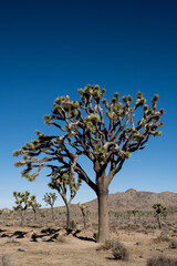 Giant Joshua Tree On Bighorn Pass Road