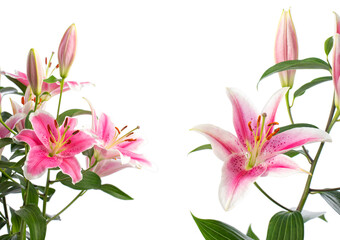 Different angles of the bouquet and branches of blooming pink lilies on a white background. Soft lighting. The lily variety is Pink Brilliant.