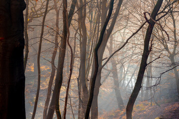 Misty forest in winter with sunlight and foggy in the morning, Rays of sun shine into through the wood with shadow of trees, Winter landscape in countryside of the Netherlands, Nature background.