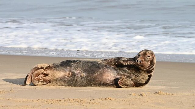 Atlantic Grey Seal bull scratching
