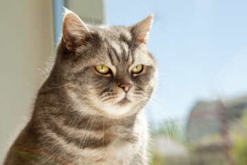 Portrait of an incredibly beautiful gray British Shorthair cat.