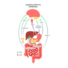 Hunger appetite hormones