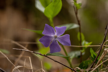 Invasive Periwinkle Blooming In Spring in Hot Springs