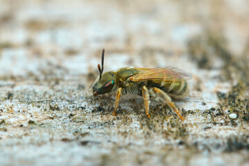 Closeup on a colorful female Emerald metallic green furrow bee, Halictus smaragdulus