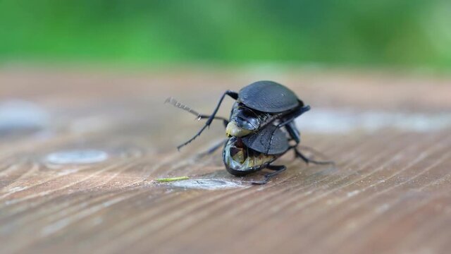 Darkling beetle Superworm or Zophobas morio. two big black bugs reproduction close up