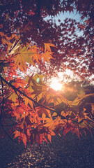The sun shining through the autumn leaves