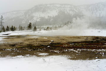 Winter Snowing Geothermal Pool Yellowstone