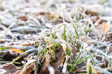 frost gras reif kalt winter wetter