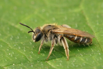 Closeup on a cute small female Red bellied miner bee, Andrena ventralis, sitting on a green leaf