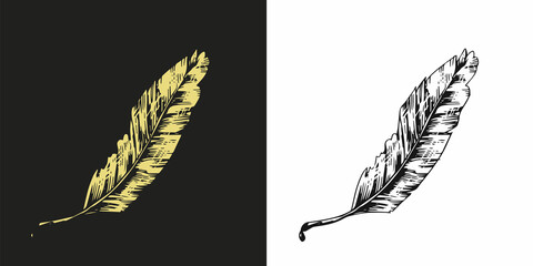 Rustic realistic feather of bird. Engraved hand drawn in old vintage sketch. Vector illustration. © artbalitskiy