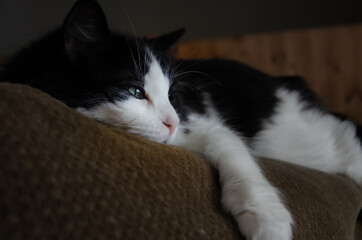 Cat laying on the top of a couch
