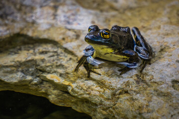 Mink frog on Anticosti Island, an island located in the St Lawrence estuary in Cote Nord region of Quebec, Canada