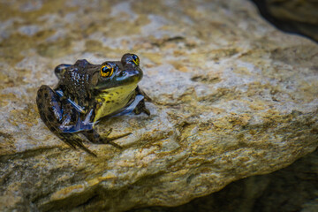 Mink frog on Anticosti Island, an island located in the St Lawrence estuary in Cote Nord region of Quebec, Canada