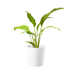 Deciduous plant spathiphyllum in a pot isolated on white background. Decorative greenery for home interiors.