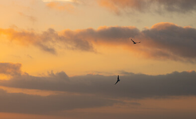 Fototapeta na wymiar flock of birds at the sunset