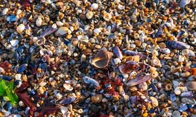 background of shells