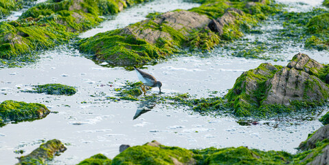 Bird eating at the bay rocks