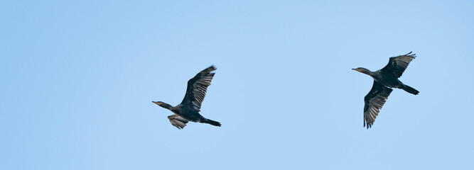 birds in flight
