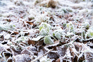 frost on the leaves