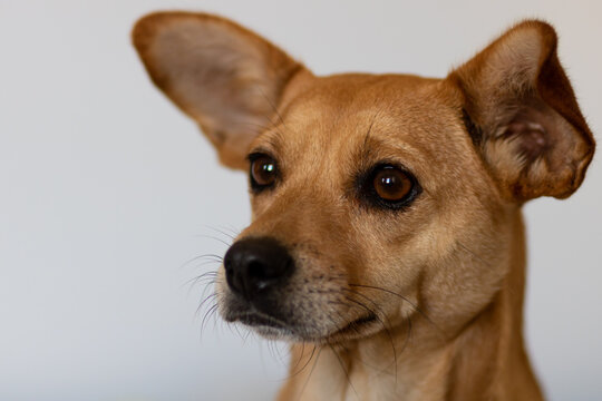 Close-up of cute young brown mixed breed dog with big ears looking forward and paying attention isolated on light background