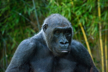 Beautiful Gorilla with a fascinating intelligent expression