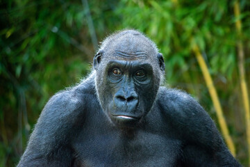 Beautiful Gorilla with a fascinating intelligent expression