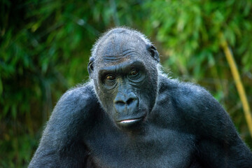 Fototapeta premium Beautiful Gorilla with a fascinating intelligent expression