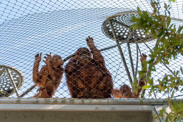 Beautiful Orangutans in the Hellabrunn zoo in Munich