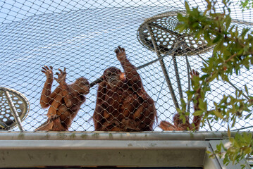 Beautiful Orangutans in the Hellabrunn zoo in Munich