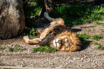 Lion sleeping peacefully in the sun in the zoo in Munich