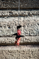 Three ravens eating fresh flesh that was hung up