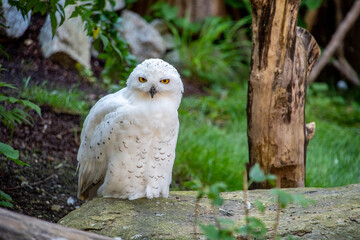 An arctic owl looking directly into the camera in the zoo Hellabrunn