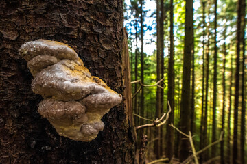 A scenic polypore after rain in an alpine forest