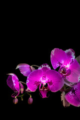 Fototapeta na wymiar Purple orchid flower 02