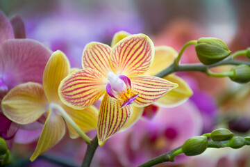 Fototapeta premium Orange orchid flower 02