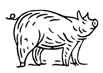 Pig standing. Side view. Vector black vintage engravin