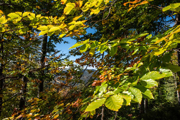 Scenic forest near lake Schliersee in Bavaria