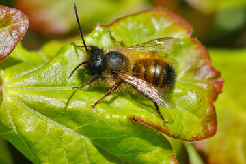 Closeup on a cute , hairy male Red mason bee, Osmia rufa sunbathing on a green leaf