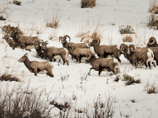 Large Herd of Big Horn Sheep in snow