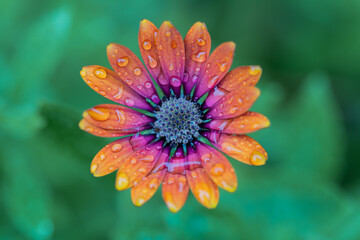 orange flower with dew drops