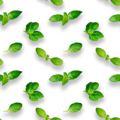 Basil leaves seamless pattern isolated on white background. Top view. Flat lay