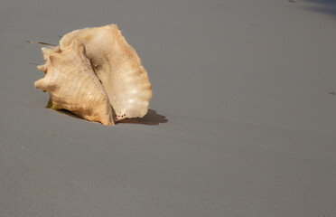 conch shell on a beach in Grand Turk Island