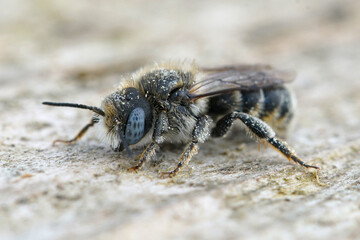 Closeup on the rare Spined Mason Bee, Osmia spinulosa with it's nice blue eyes