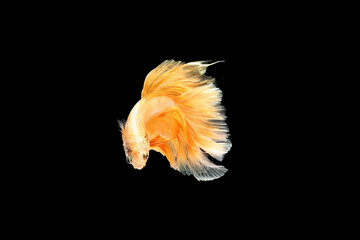 Siamese fighting fish isolated on black background. Fish gold color. Betta Fish yellow on black Background. Black isolate.