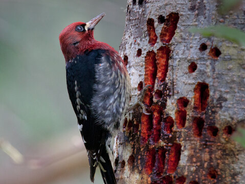 Sapsucker Looking For Bugs