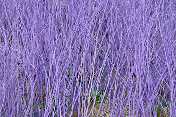 Abstract purple and pink background. Dry trees. A romantic backdrop for Valentine's Day, women's day, holidays or events.