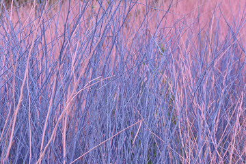 Abstract purple and pink background. Dry trees. A romantic backdrop for Valentine's Day, women's day, holidays or events.