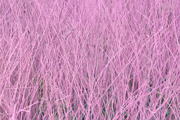 beautiful pattern On the surface of the tree dry abstract shapes and with background text copy space.